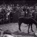 Going Going Gone (1966)