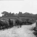 Eve At The Round-Up (1931)